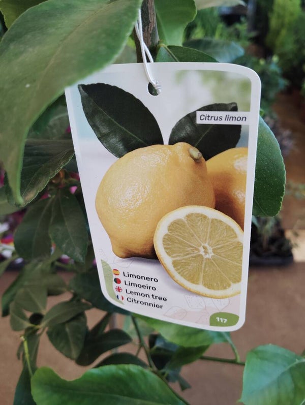 ARBRES FRUITERS I ORNAMENTALS