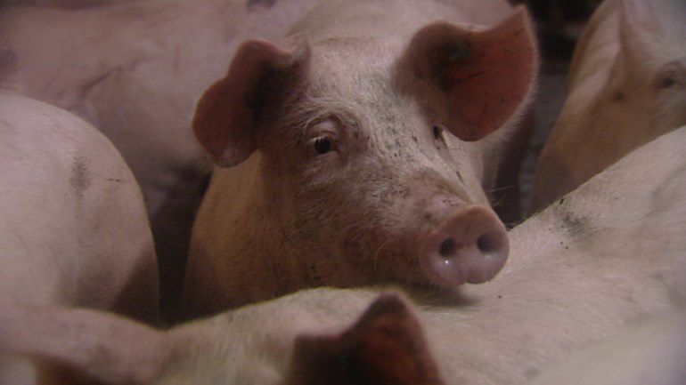 brandblussers-varkensstallen