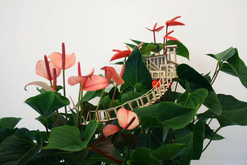 de verbindingen tussen anthurium
