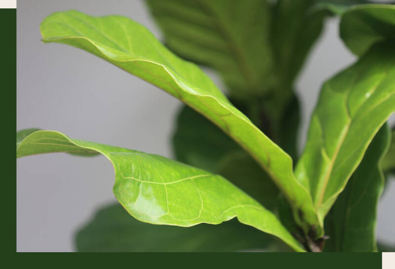 fiddle leaf kamerplant blad