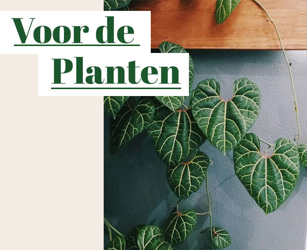 For the Plants, Een do it yourself boomhutje maken! 