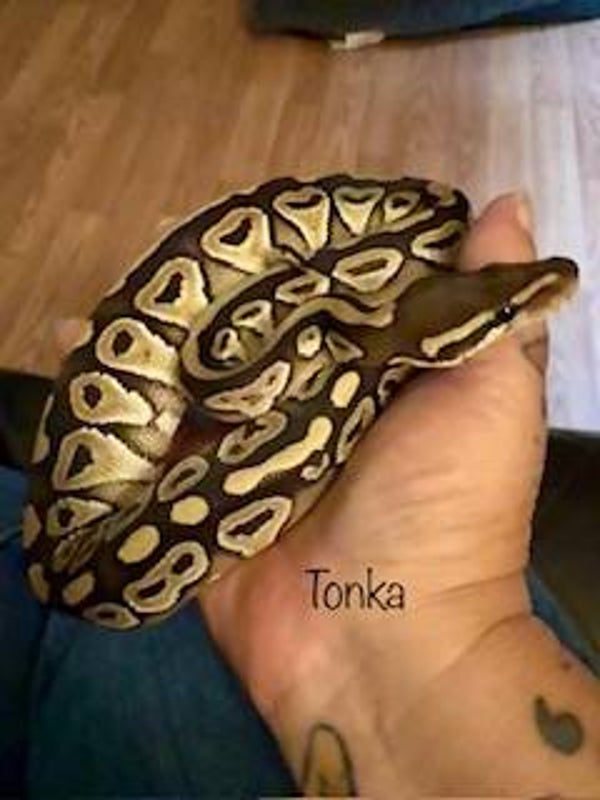 Ball Pythons
