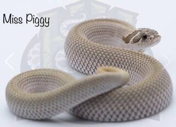 Hognose