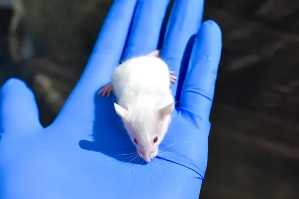 Mice - Live or Frozen Hopper