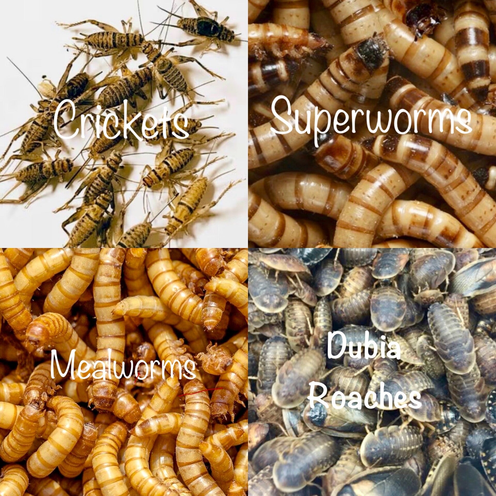 Mealworms