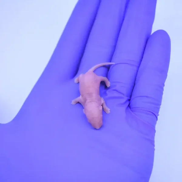 Mice - Live or Frozen Large Pinkie