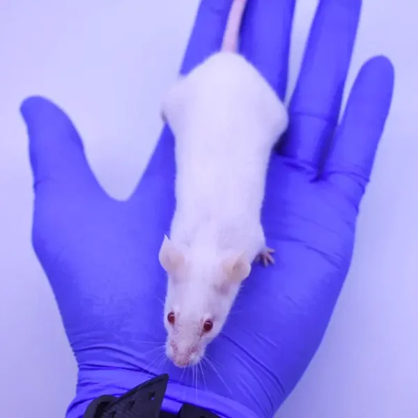 Mice - Live or Frozen Large