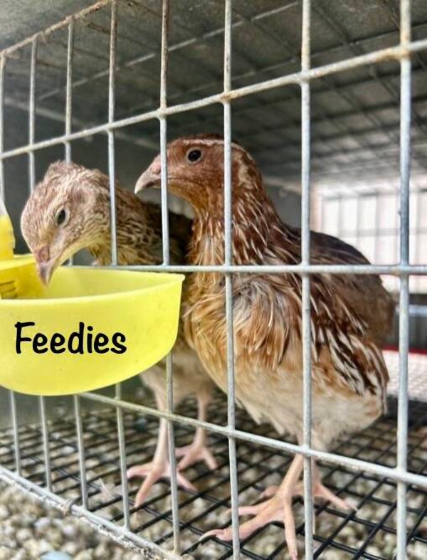 Quail - Live or Frozen