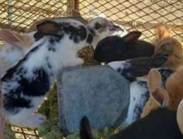 Rabbits - Live or Frozen