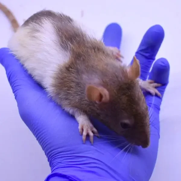 Rat Larges Live or Frozen