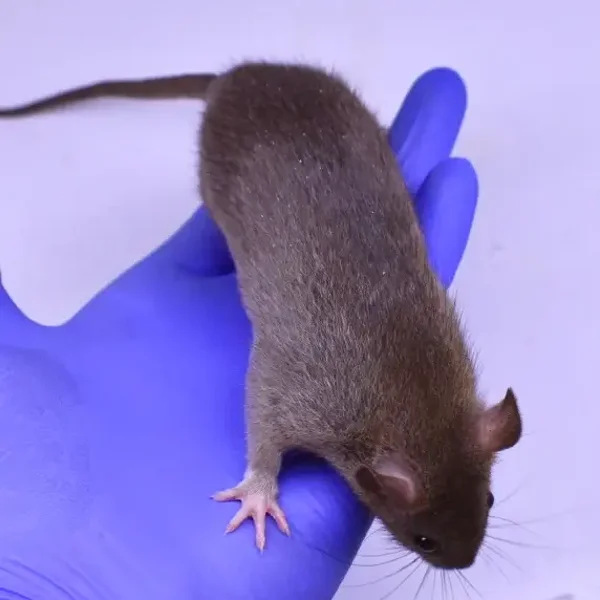 Rat Mediums Live or Frozen