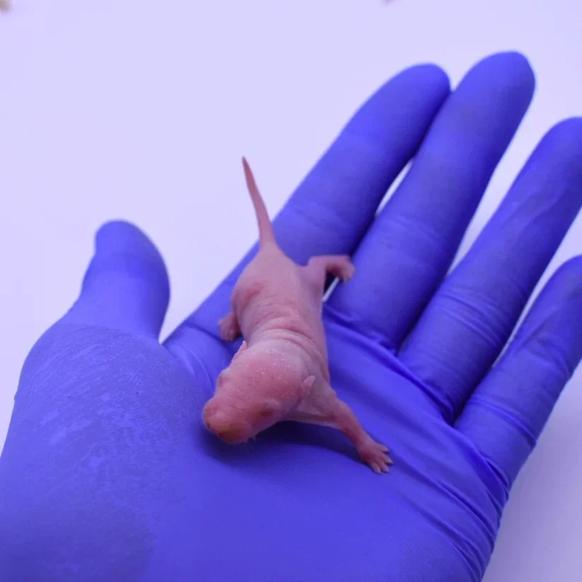 Rat Pinkies Live or Frozen