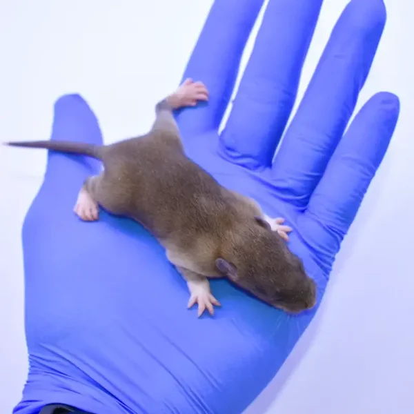 Rat Pups Live or Frozen