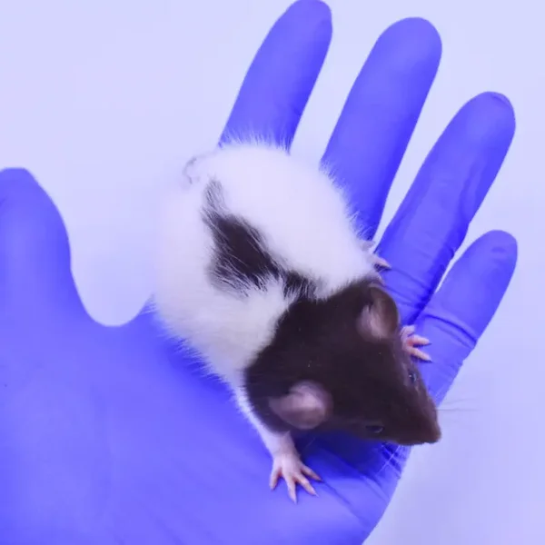 Rat Smalls Live or Frozen