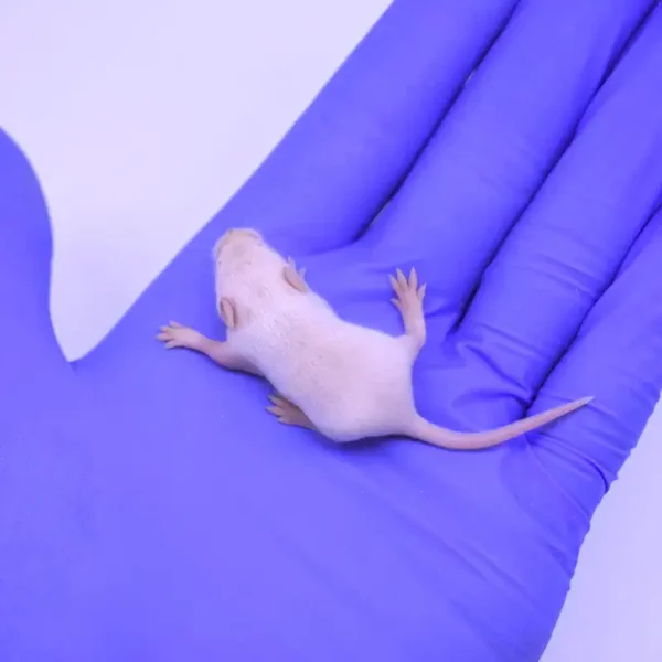 Mice - Live or Frozen Fuzzies