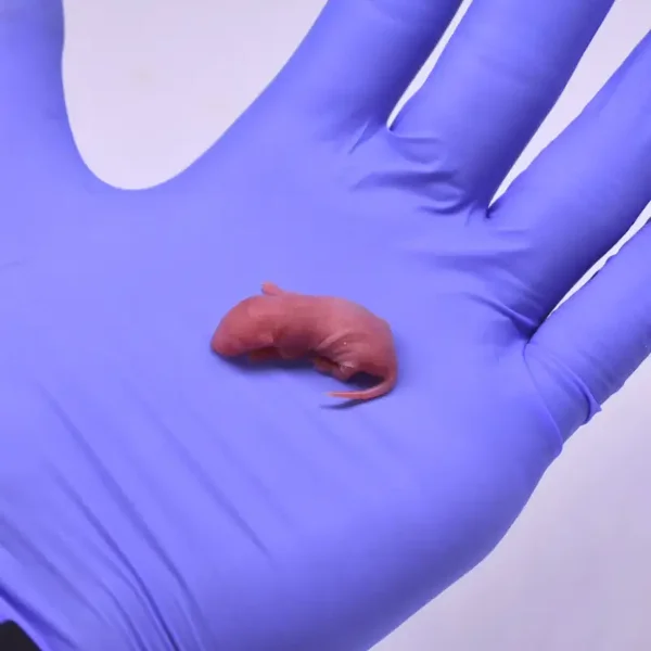 Mice -  Live or Frozen Small Pinkie