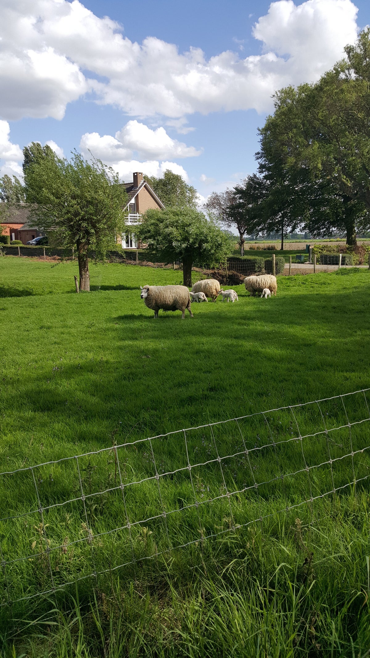 Camperplaats de Alexanderhoeve photo 5