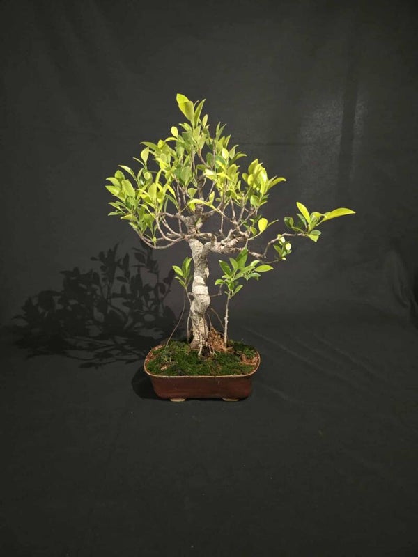Tiger Bark Ficus #20