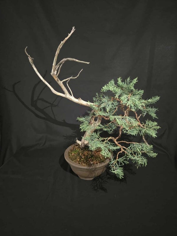 Grey Owl #1