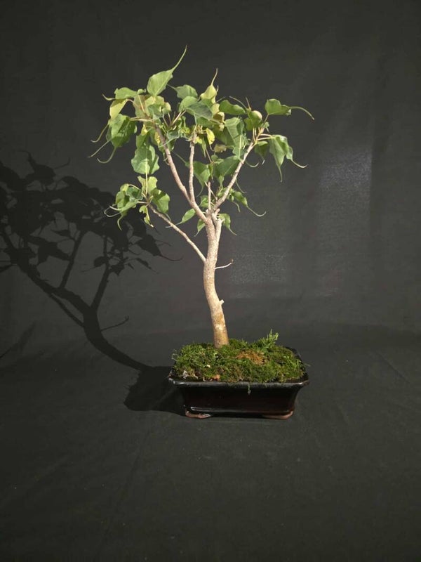 Ficus Religiosa #2