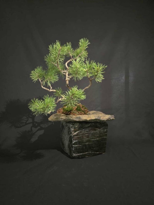 Scots Pine #7