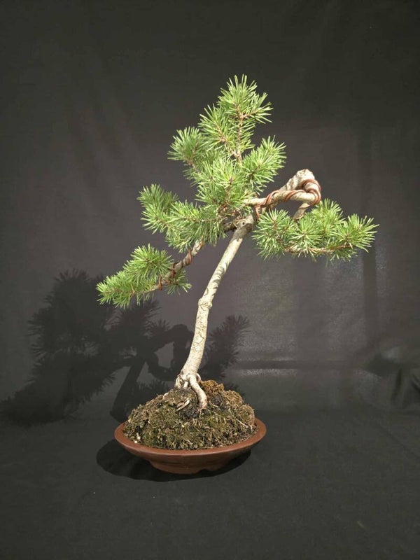 Scots Pine #3