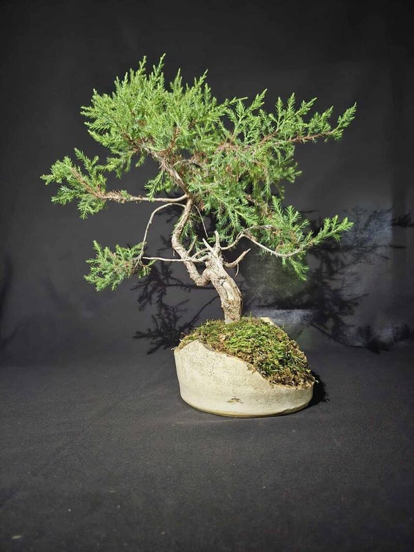 Eastern Red Cedar #4