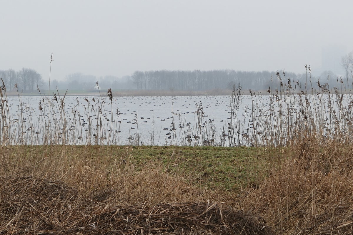 Gekke henkies! / Vogels met een Verhaal | Jaap Kranenborg