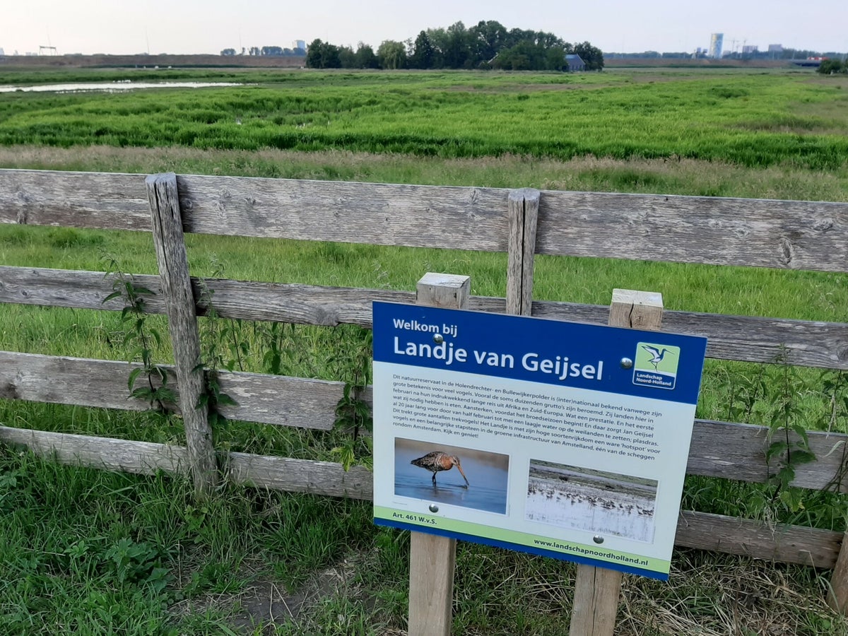 Tachtig Grutto's / Vogels met een Verhaal | Jaap Kranenborg