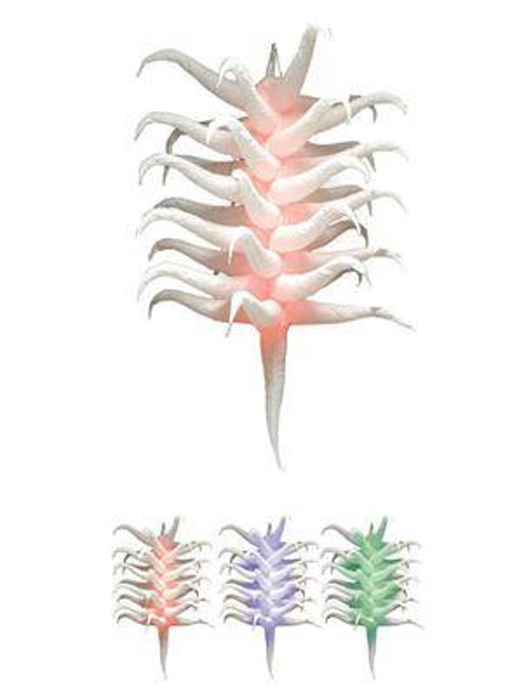 Grape 2 m with led RGB + remote