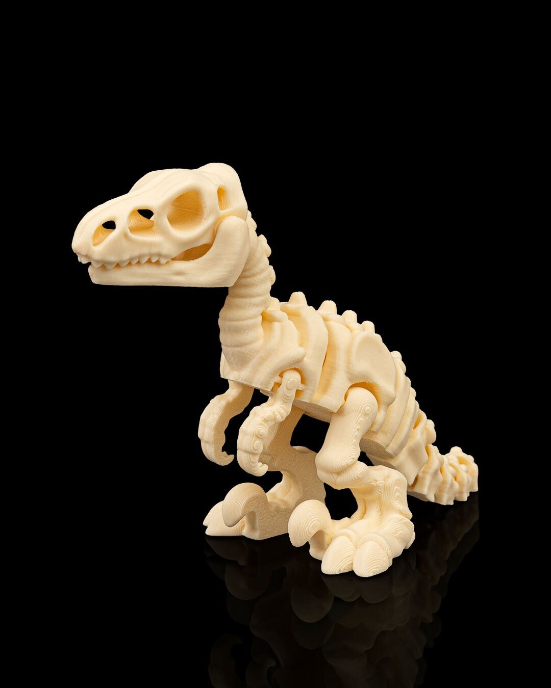 SQUELETTE VELOCIRAPTOR