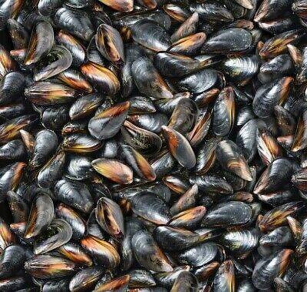 coupon Q969 - stof mosselen