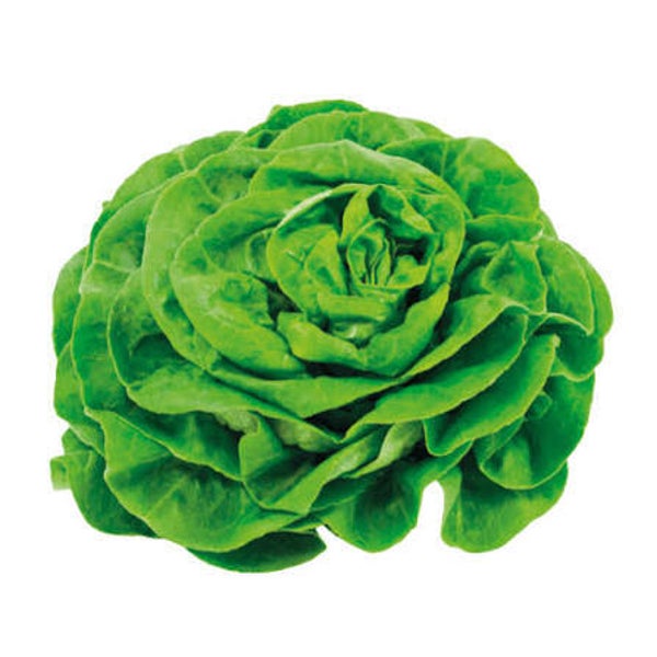 Bio Kopfsalat grün