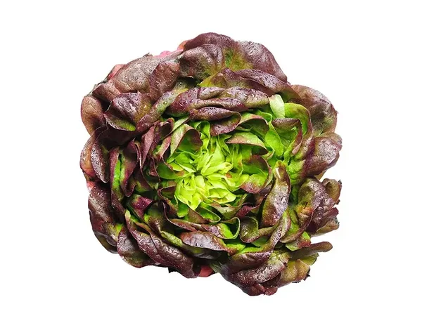 Bio Kopfsalat rot