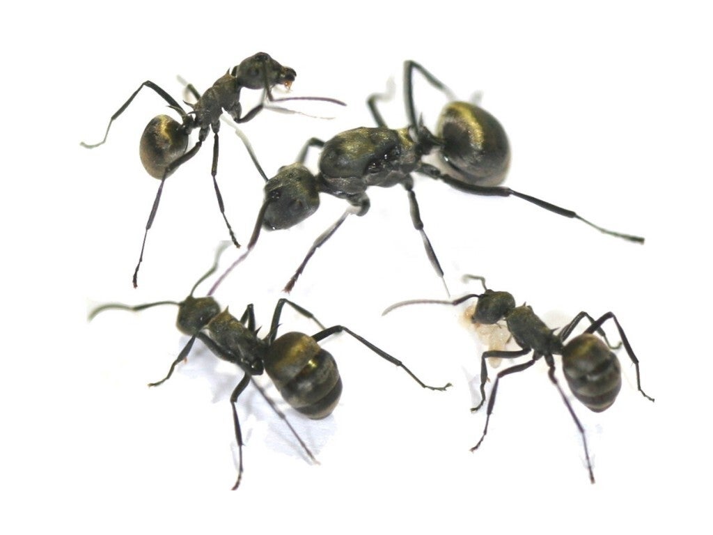 Polyrhachis Dives