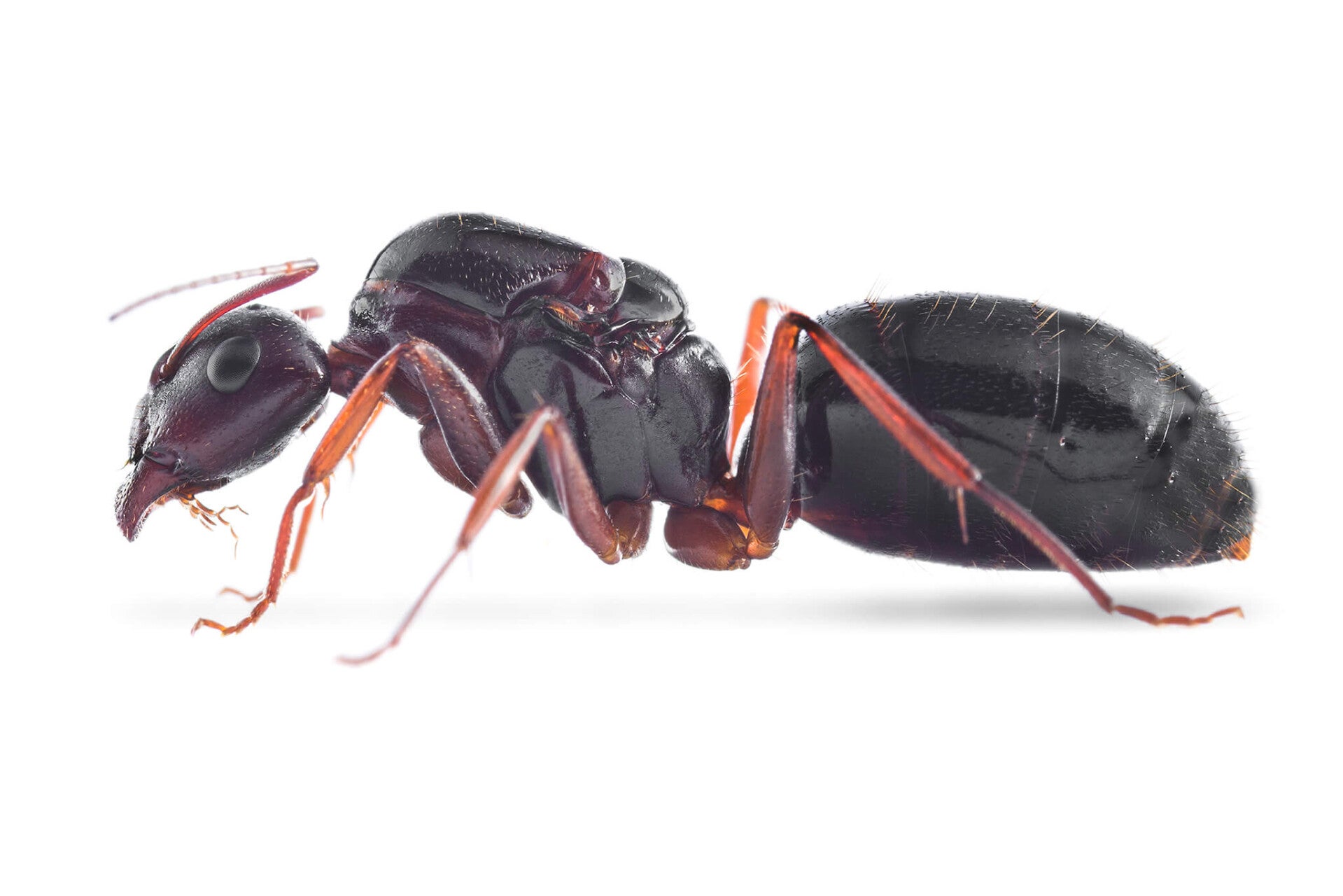 Camponotus Aethiops
