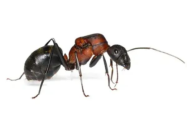 Camponotus Angusticollis