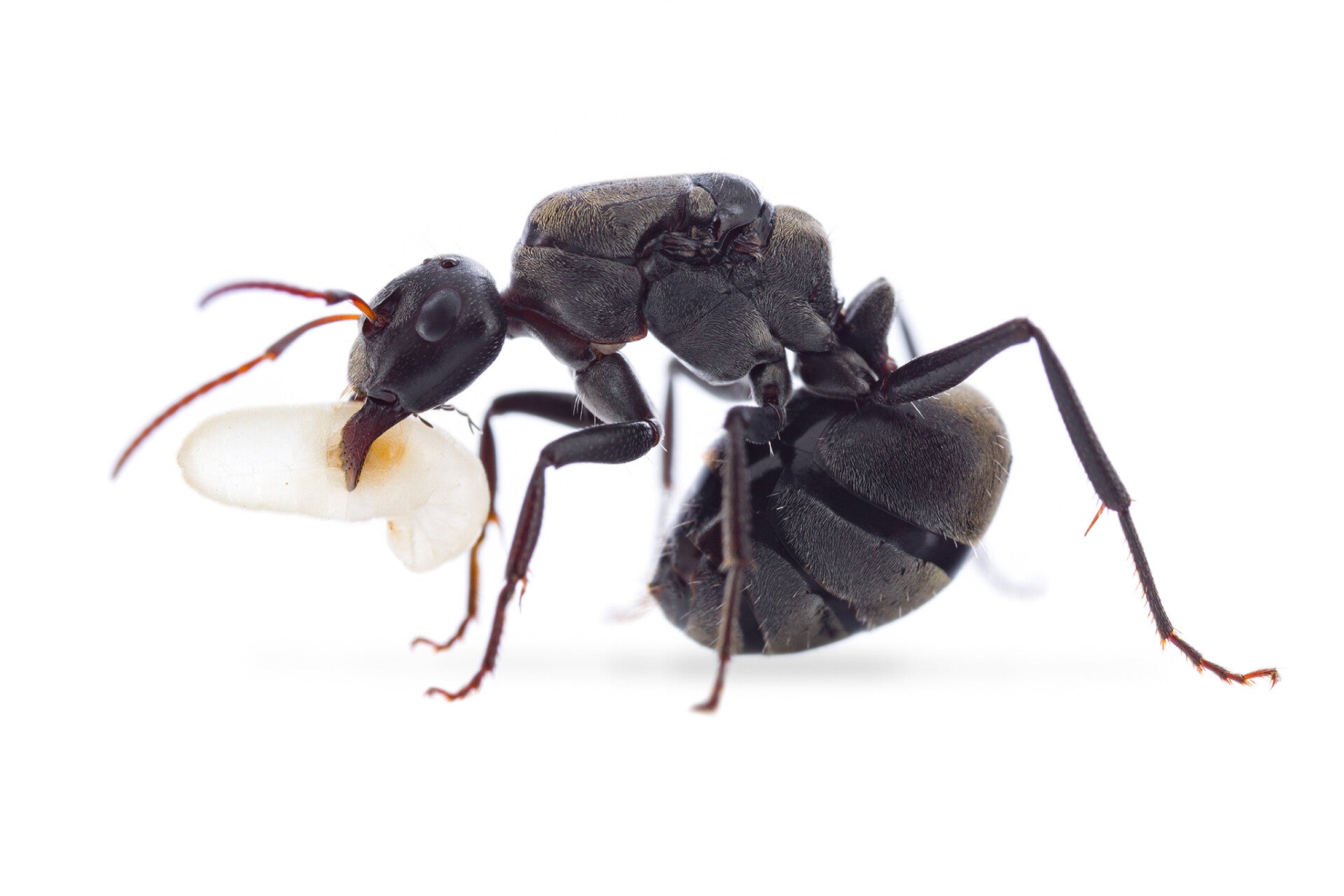Camponotus Cinctellus