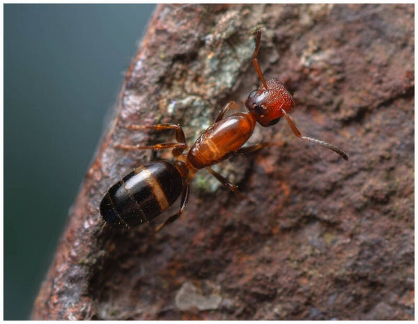 Colobopsis Truncata