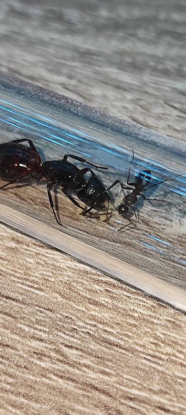 Camponotus Cruentatus AntsIncMania