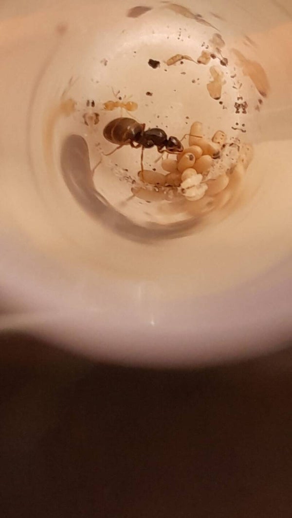 Lasius Flavus
