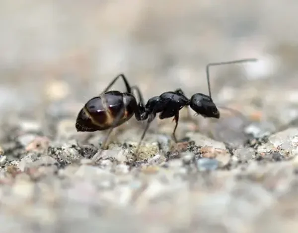 Camponotus Foreli