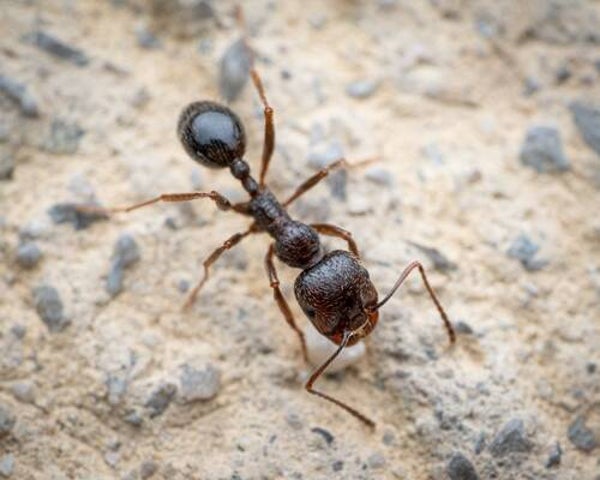 Messor ibericus