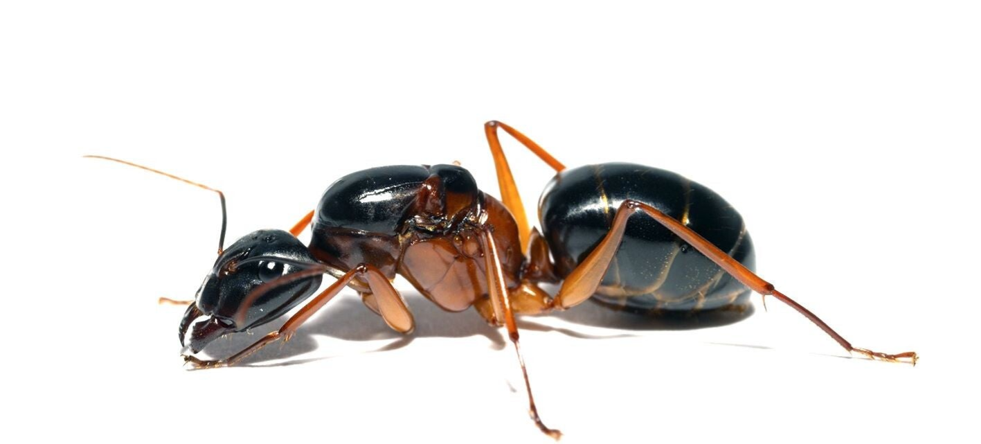Camponotus Festinus