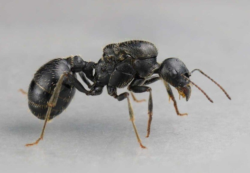 Messor Arenarius