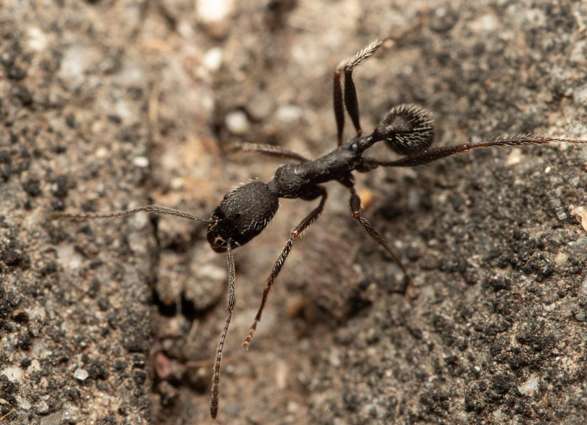 Aphaenogaster Iberica