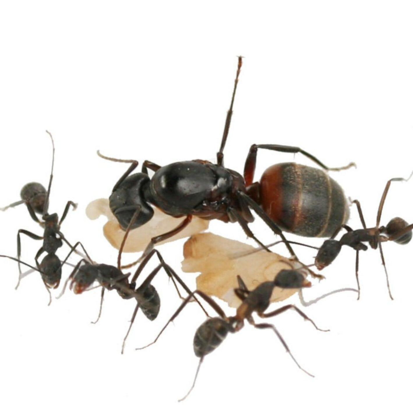 Camponotus Cruentatus