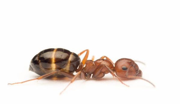 Camponotus Lateralis