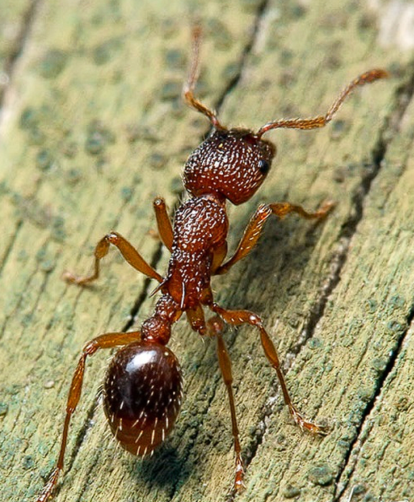 Myrmica Aloba
