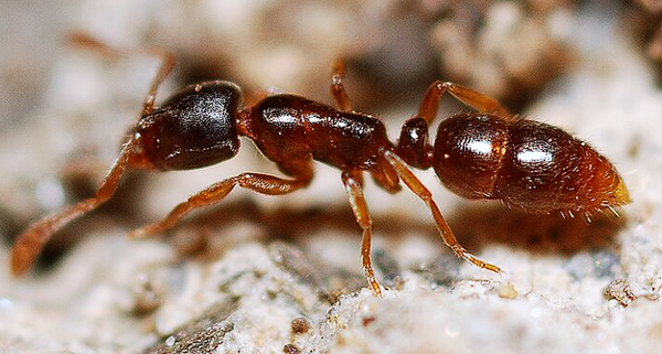 Ponera Testacea